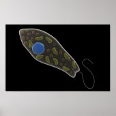 Konzeptionelles Bild von Euglena 1 Poster (Vorne)