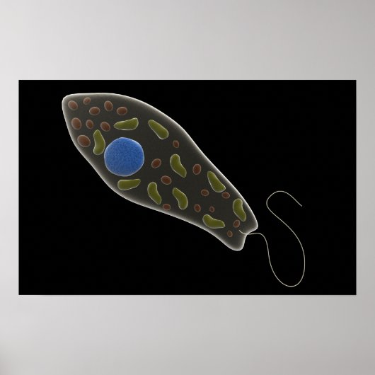 Konzeptionelles Bild von Euglena 1 Poster (Vorne)