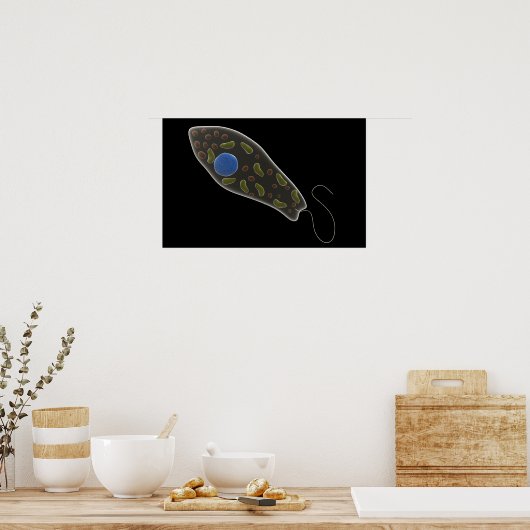 Konzeptionelles Bild von Euglena 1 Poster (Küche)