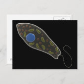 Konzeptionelles Bild von Euglena 1 Postkarte (Vorne/Hinten)