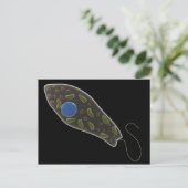 Konzeptionelles Bild von Euglena 1 Postkarte (Stehend Vorderseite)