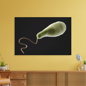 Konzeptionelles Bild von Euglena 2 Leinwanddruck (Insitu (Wohnzimmer))