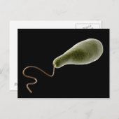 Konzeptionelles Bild von Euglena 2 Postkarte (Vorne/Hinten)