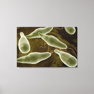 Konzeptionelles Bild von Euglena 3 Leinwanddruck