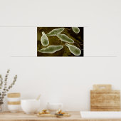 Konzeptionelles Bild von Euglena 3 Poster (Küche)