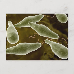 Konzeptionelles Bild von Euglena 3 Postkarte