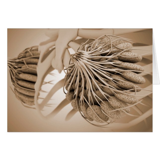 Konzeptuelles Bild der Brustanatomie bei Frauen 5 (Vorderseite (Horizontal))