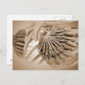 Konzeptuelles Bild der Brustanatomie bei Frauen 5 Postkarte (Vorne/Hinten)