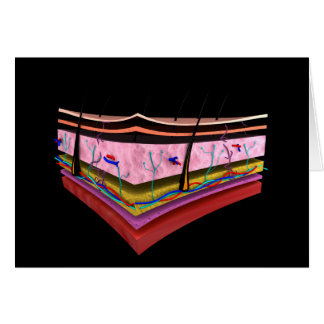 Konzeptuelles Bild der Ebenen der menschlichen Hau