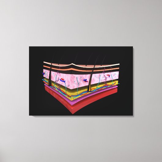 Konzeptuelles Bild der Ebenen der menschlichen Hau Leinwanddruck (Vorderseite)