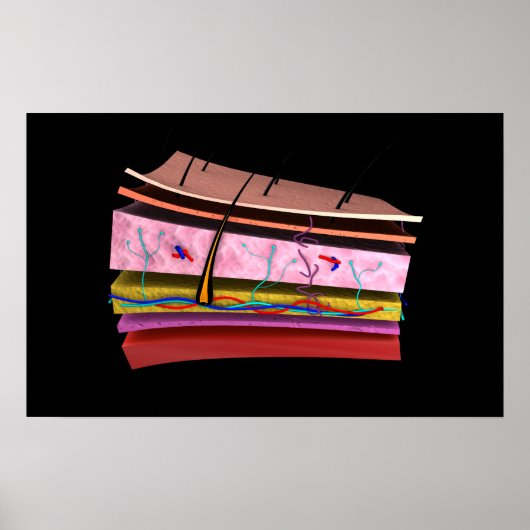 Konzeptuelles Bild der Ebenen der menschlichen Hau Poster (Vorne)