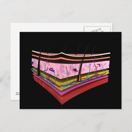 Konzeptuelles Bild der Ebenen der menschlichen Hau Postkarte (Vorne/Hinten)