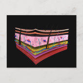 Konzeptuelles Bild der Ebenen der menschlichen Hau Postkarte (Vorderseite)