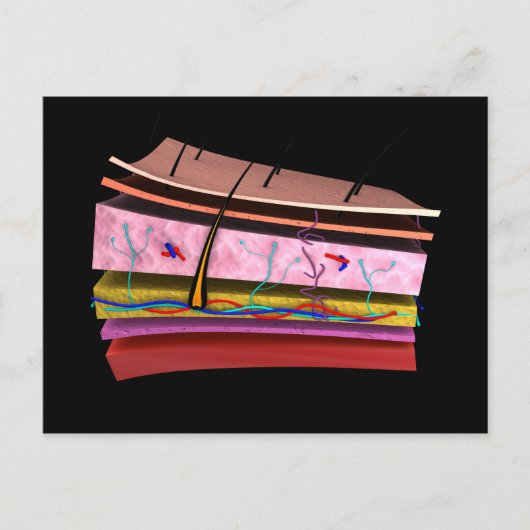 Konzeptuelles Bild der Ebenen der menschlichen Hau Postkarte (Vorderseite)
