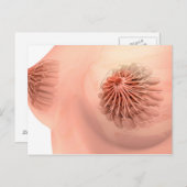 Konzeptuelles Bild der weiblichen Brustanatomie 6 Postkarte (Vorne/Hinten)