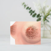 Konzeptuelles Bild der weiblichen Brustanatomie 6 Postkarte (Stehend Vorderseite)