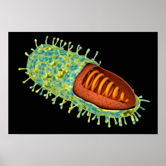 Konzeptuelles Bild des Tollwutvirus 3 Poster (Vorne)