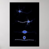Konzeptuelles Bild einer Neuron 1 Poster (Vorne)
