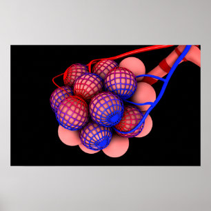 Konzeptuelles Bild von Alveoli 1 Poster