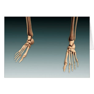 Konzeptuelles Bild von Knochen in menschlichen Bei