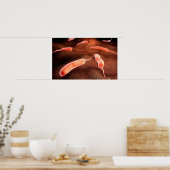 Konzeptuelles Bild von Vibrio Cholerae 1 Poster (Küche)