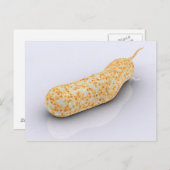Konzeptuelles Bild von Vibrio Cholerae 3 Postkarte (Vorne/Hinten)