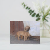 Koochee Pups Postcard Postkarte (Stehend Vorderseite)