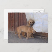 Koochee Pups Postcard Postkarte (Vorne/Hinten)