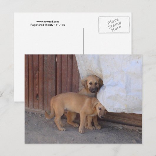Koochee Pups Postcard Postkarte (Vorne/Hinten)