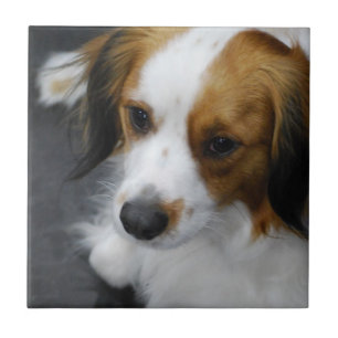 kooikerhondje-2.jpg fliese