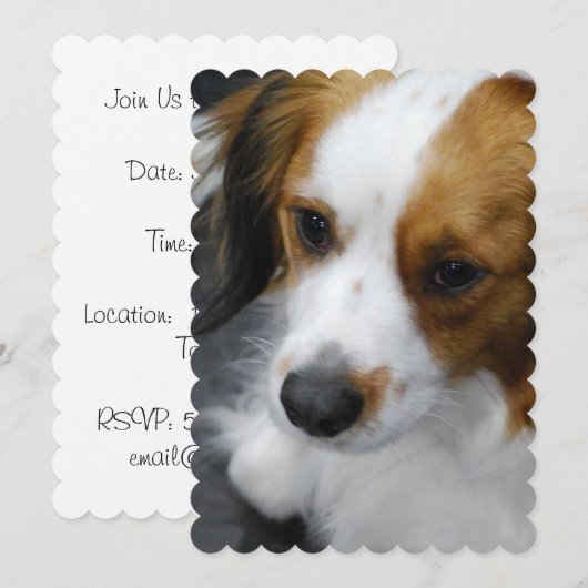 Kooikerhondje-Welpe Einladung (Vorne/Hinten)