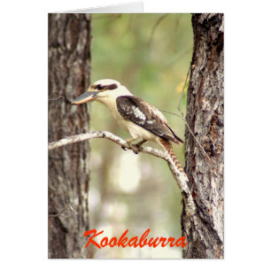 Kookaburra