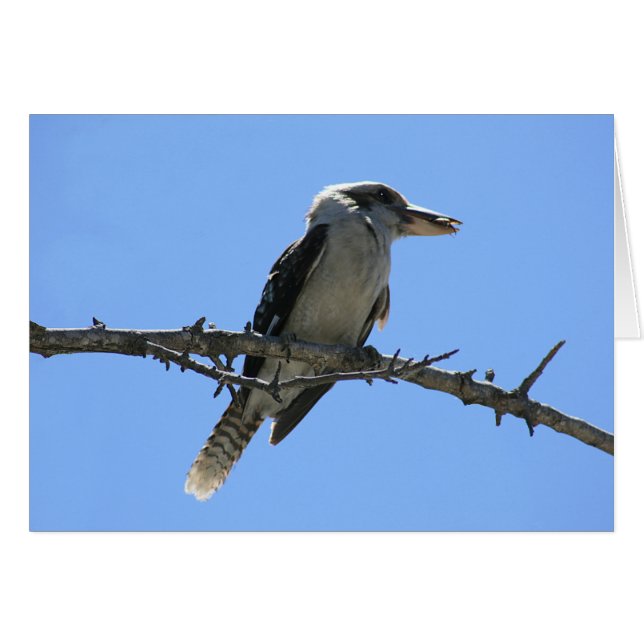 Kookaburra (Vorderseite (Horizontal))
