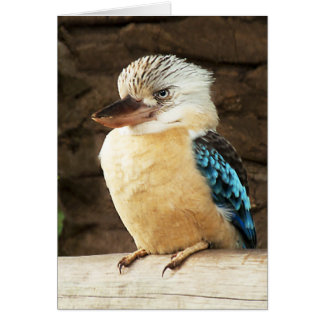 Kookaburra