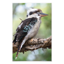 Kookaburra auf der Insel Fraser
