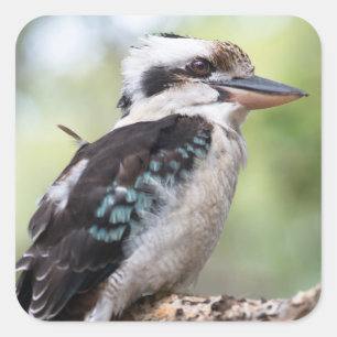 Kookaburra auf der Insel Fraser Quadratischer Aufkleber