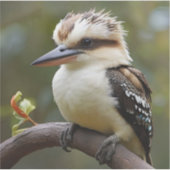 Kookaburra Aufkleber (Vorderseite)