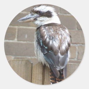Kookaburra-Aufkleber Runder Aufkleber