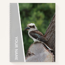Kookaburra Australia Laughing Bird, Silver
