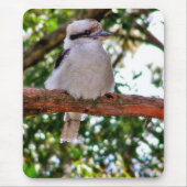 Kookaburra Bird auf einem Baumzweig Mousepad (Vorne)