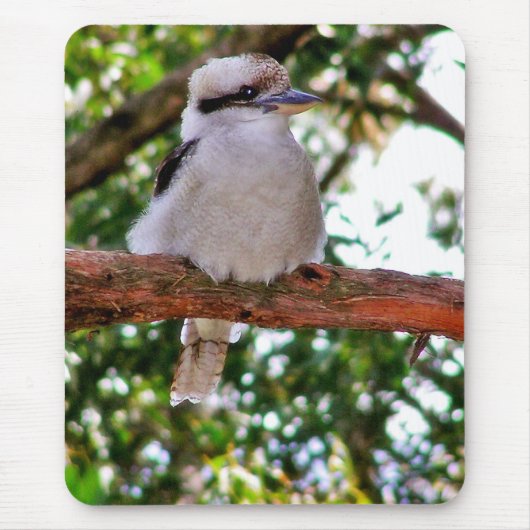 Kookaburra Bird auf einem Baumzweig Mousepad (Vorne)