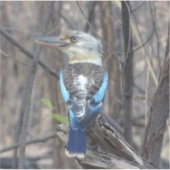 Kookaburra Bird Aufkleber (Vorderseite)