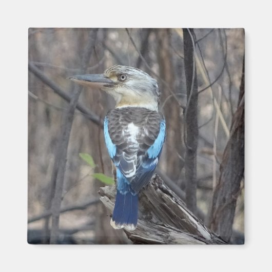 Kookaburra Bird Magnet (Vorne)