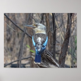 Kookaburra Bird Poster