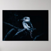 Kookaburra Bird Poster (Vorne)