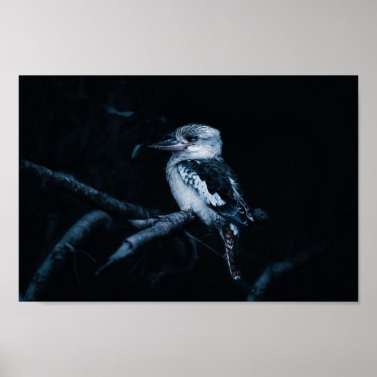 Kookaburra Bird Poster (Vorne)