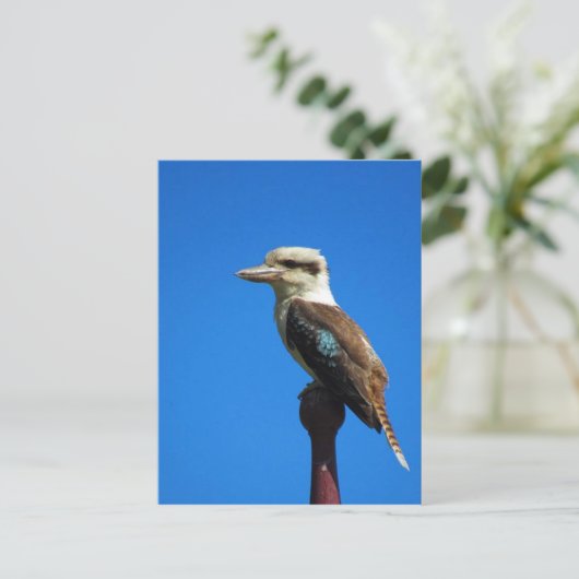 Kookaburra BLUE Postkarte (Stehend Vorderseite)
