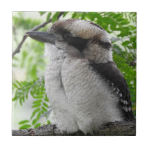Kookaburra Fliese