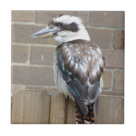 Kookaburra Fliese