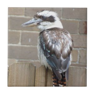 Kookaburra Fliese